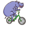 Flodhest Gave Mænd Cykel Sjov flodhest