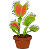 Carnivorous plantVenus flytrap