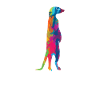Meerkat