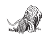 Highland cattle