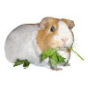 Meerschweinchen Rossi 2