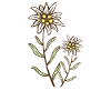 Alpen Edelweiss Hoamatliebe Svizzera Austria