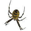spider