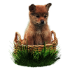 Dog - Perro