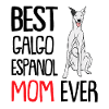 Galgo Espanol