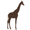 Giraffe Pattern Giraffe