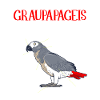 Anatomie d’un perroquet gris ornithologique