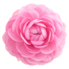 Ranunculus flower