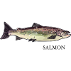 Salmon/ Salmon