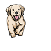 Golden Retriever | Golden Retriever