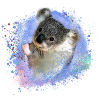 koala ,bunt,graffiti,malerei,koala bär
