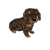 Rough-haired dachshund Dachshund | Rough-haired dachshund