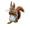 Squirrel with nut, Natural