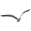 Seagulls fly for hours