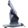 A flying seagull