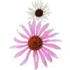 The Coneflower (Enchinacea)