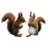 Eichhörnchen Pärchen, Eichhörnchen mit Nuss