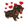 Rough-haired dachshund Dachshund | Rough-haired dachshund