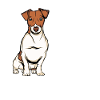 Jack Russell Terrier