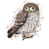 Oiseau hibou Oiseau