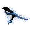 Elster Bird Bird Lover Birdwatcher