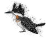 Mourning Bird Bird Lover Birdwatcher