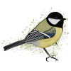 Kohlmeise Vogelfreund Vogelbeo observer
