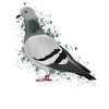 Pigeon Bird Bird Lover Birdwatcher