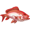 Poisson Rouge Snapper