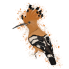 Wiedehopf Vogelfreund Vogelbeo observer