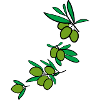 Fresh green olives 2