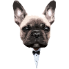 bouledog français animal chien mignon