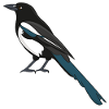 Magpie
