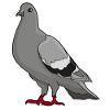 Dove