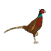Pheasant