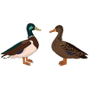 Ducks