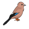 Jay