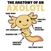 Axolotl Forklaring Anatomi av en Axolotl
