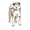 Akita Inu