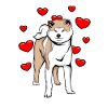 Akita Inu with heart