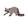 Raton laveur