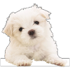 Maltese