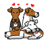 Fox Terrier Wirehair