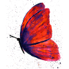 Papillon Violet Orange