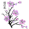 Cherry blossom