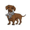 Dachshund Karkeakarvainen Dachshund Dachshund Muhkea
