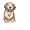 Golden Retriever | Golden Retriever