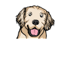 Golden Retriever | Golden Retriever