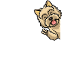 Cairn Terrier Dog
