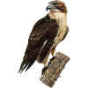 Red-tailed sparrowhawk
